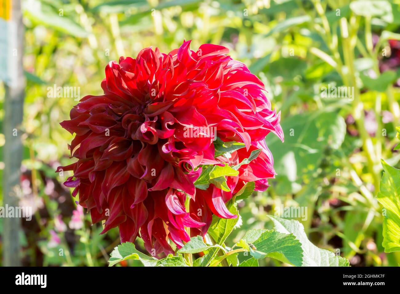 Dahlia growing hi-res stock photography and images - Page 43 - Alamy