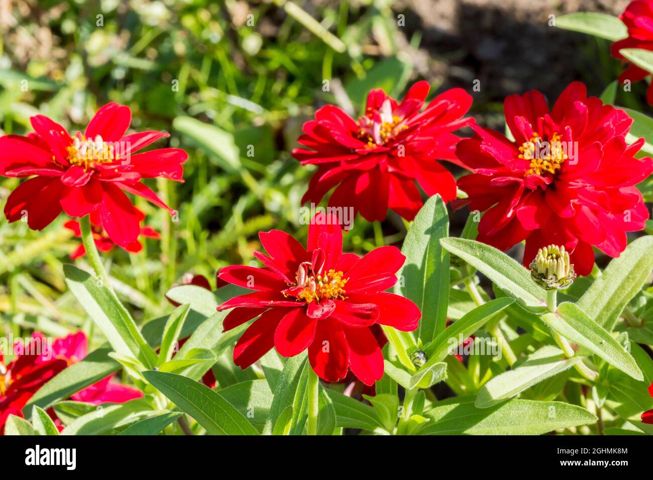 Zinnia marylandica Profusion 'Double Hot Cherry' Stock Photo Alamy