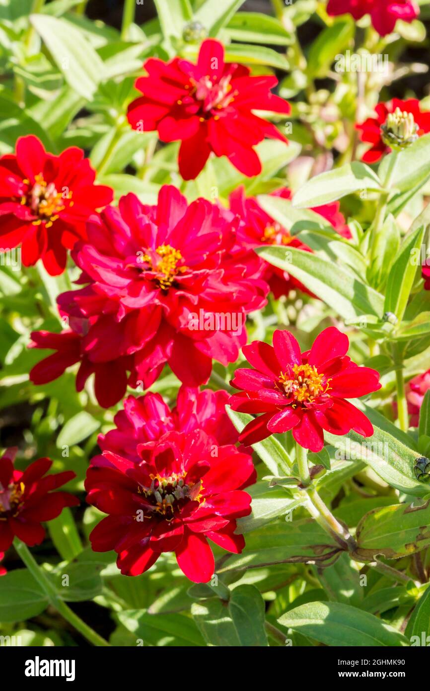 Zinnia marylandica Profusion 'Double Hot Cherry' Stock Photo