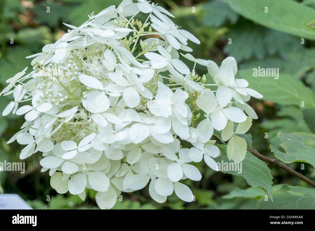 Hydrangea paniculata 'Phantom' Stock Photo