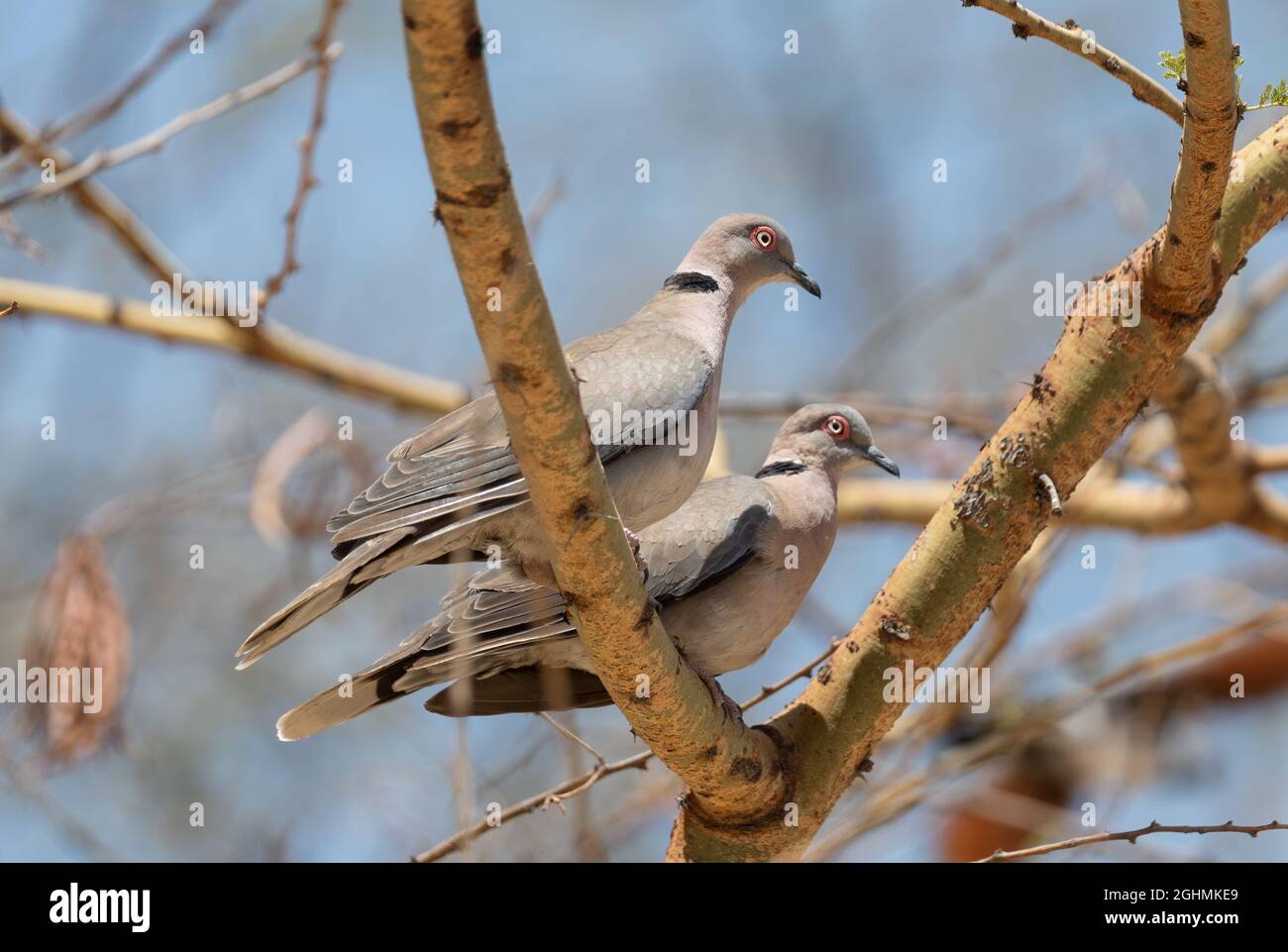Mourning Collared Dove - Streptopelia decipiens, beautiful common dove from African woodlands and gardens, lake Ziway, Ethiopia. Stock Photo