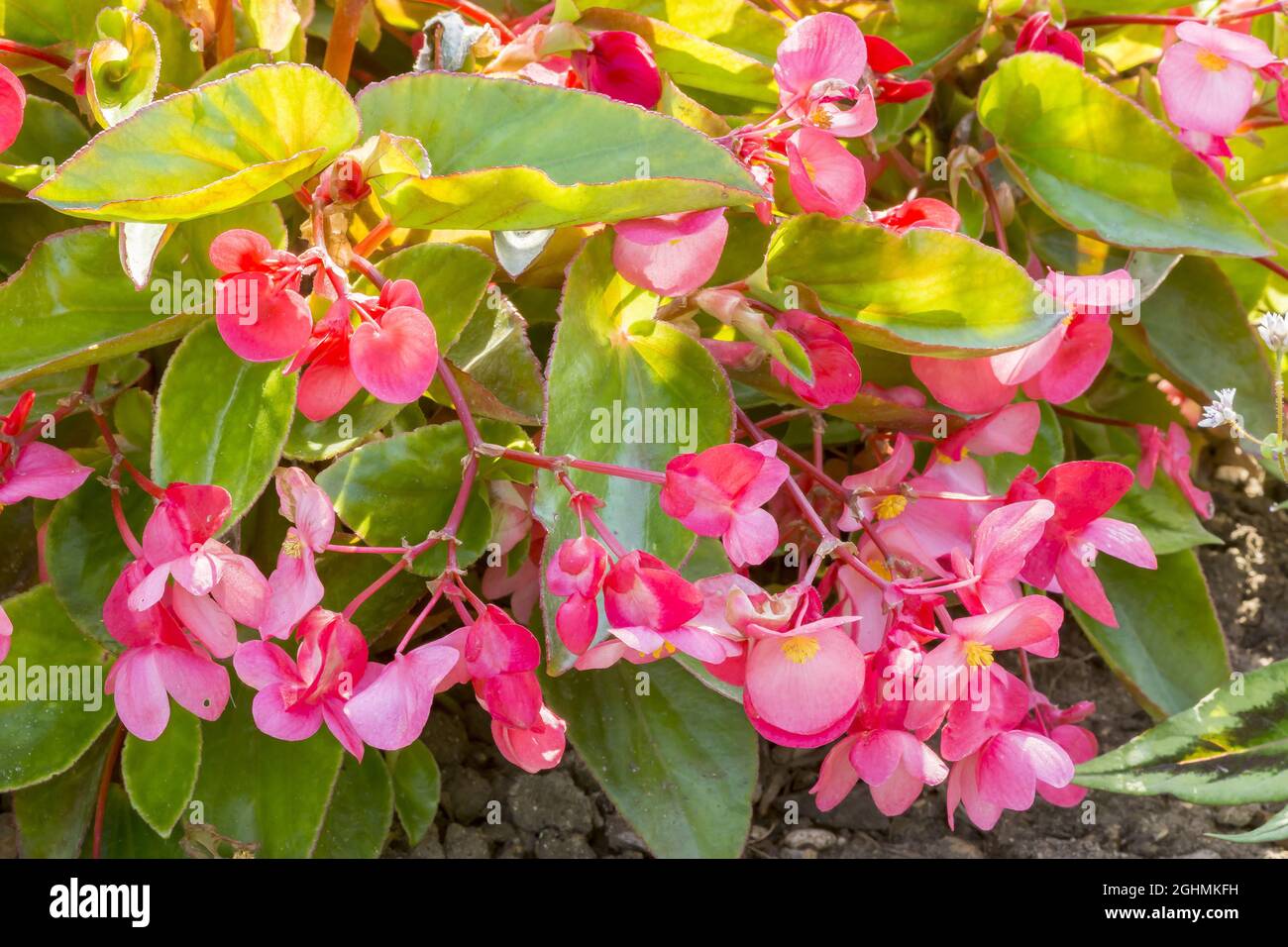 Begonia red plant semperflorens hi-res stock photography and images - Page  2 - Alamy