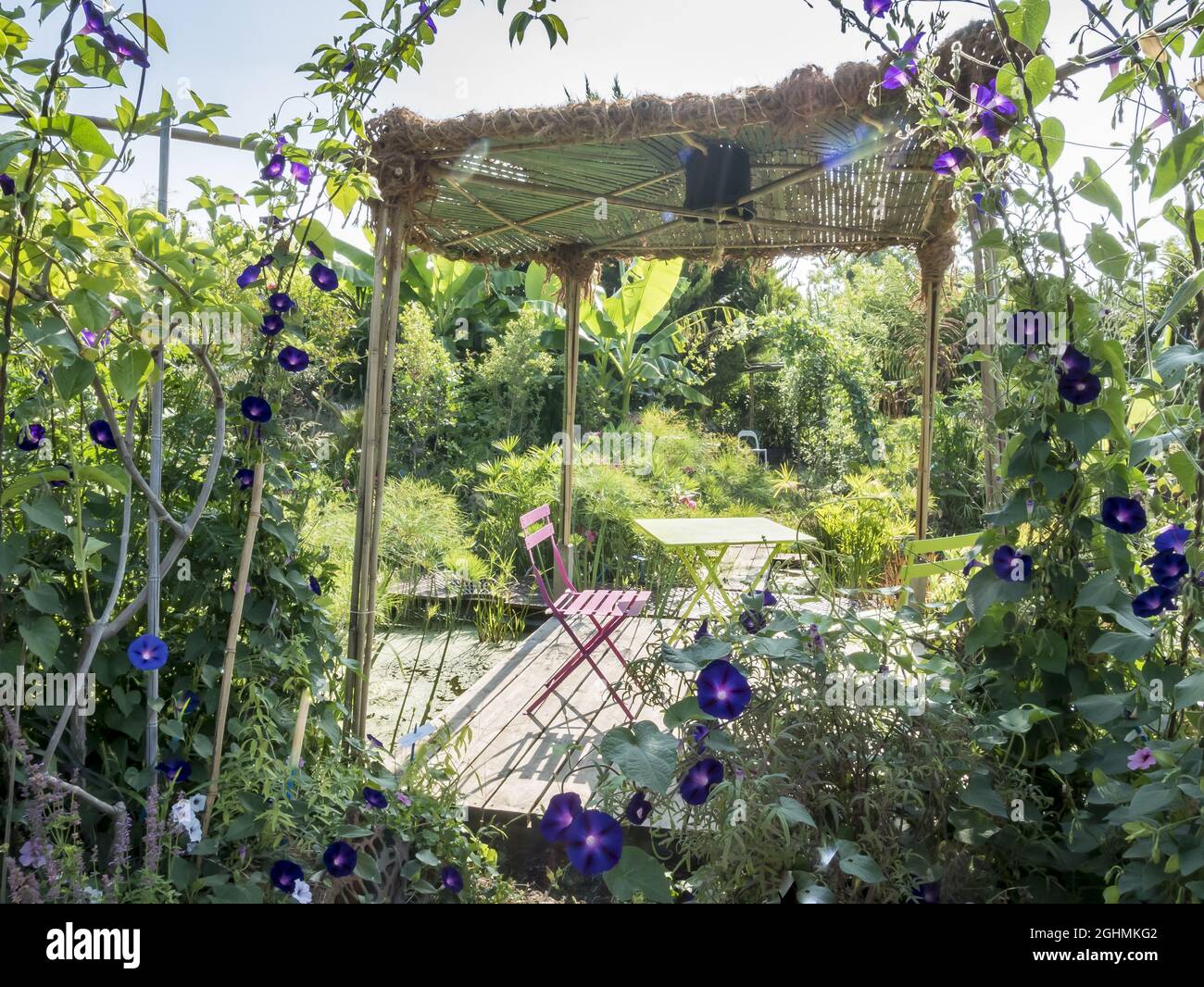 Ipomoea purpurea 'Grand' Pa Ott', Jardin de l'Ecole du Breuil, Paris, France. 2018-07-21 Stock Photo