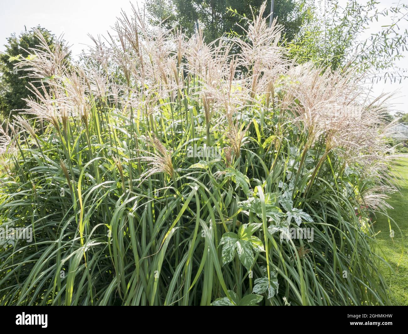 Miscanthus sinensis 'August Feder' Stock Photo - Alamy