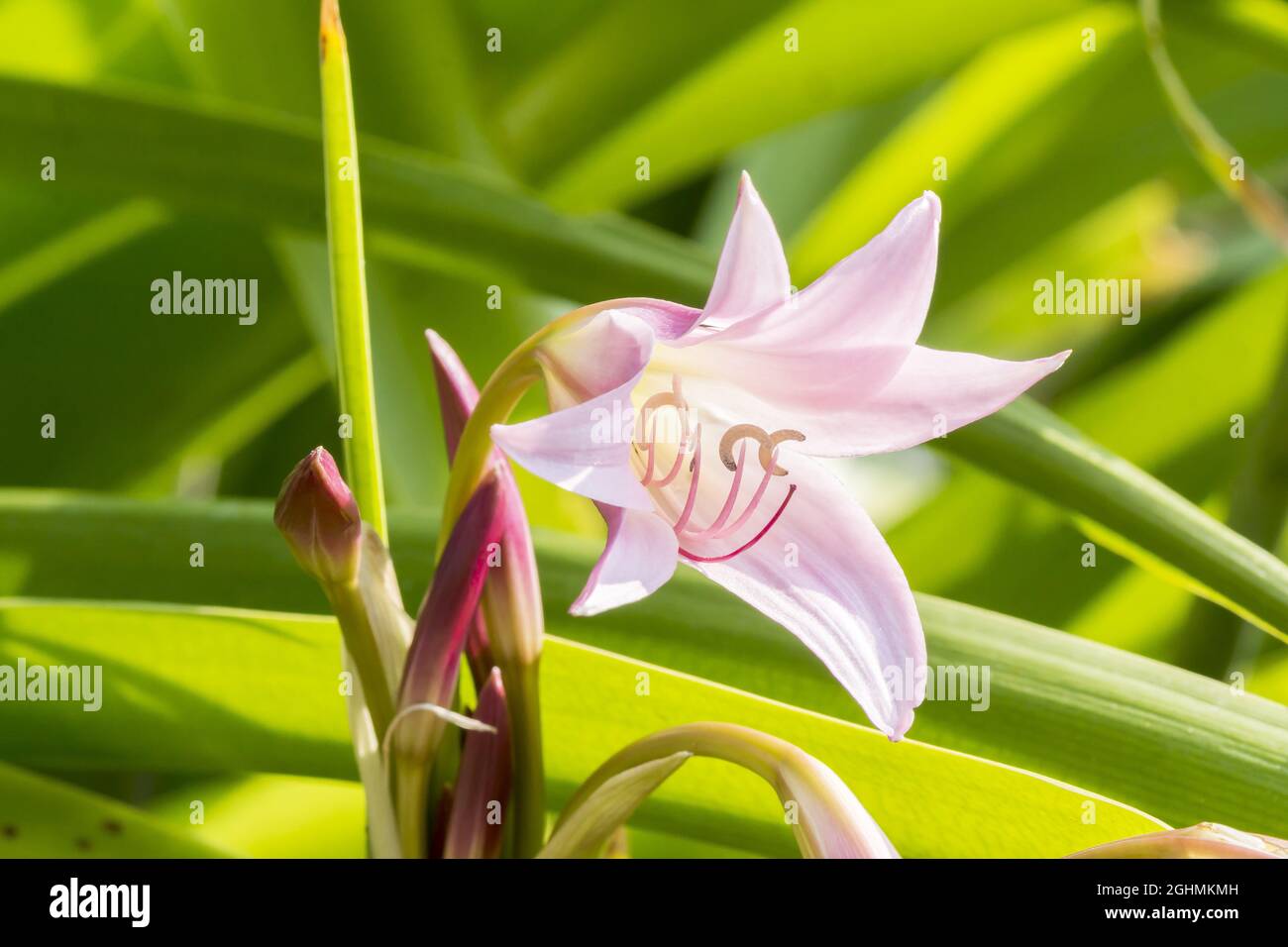 Crinum powellii 'Roseum' Stock Photo