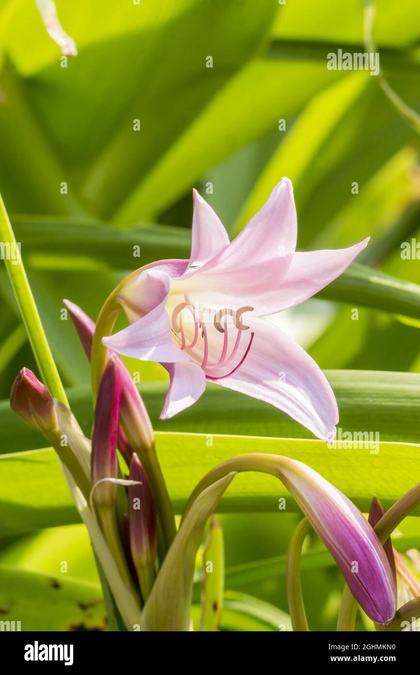 Crinum powellii 'Roseum' Stock Photo