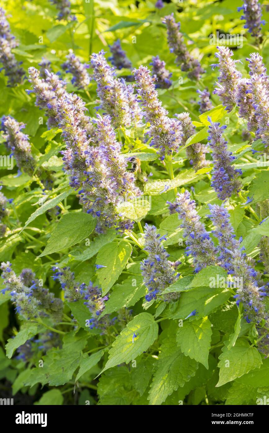 Agastache foeniculum 'Golden Jubilee' Stock Photo Alamy