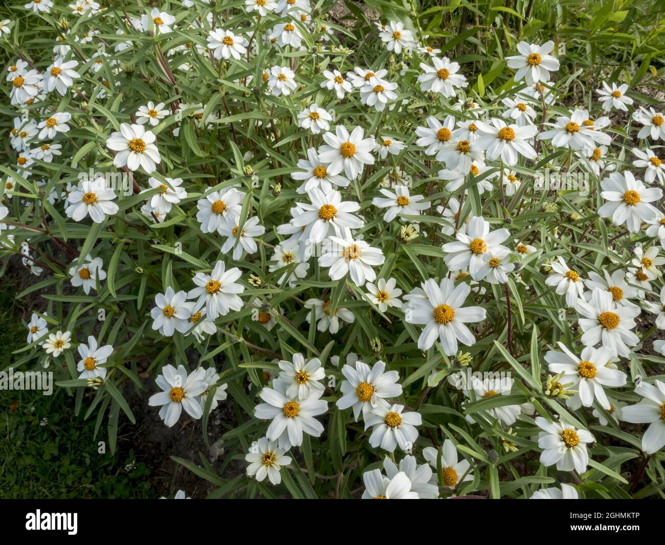 Zinnia angustifolia 'Star White' Stock Photo Alamy