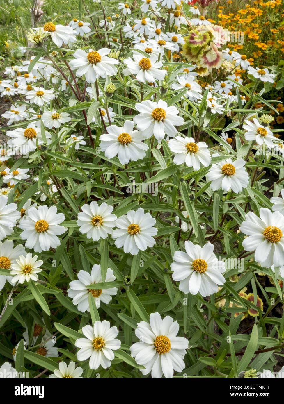 Zinnia angustifolia 'Star White' Stock Photo Alamy