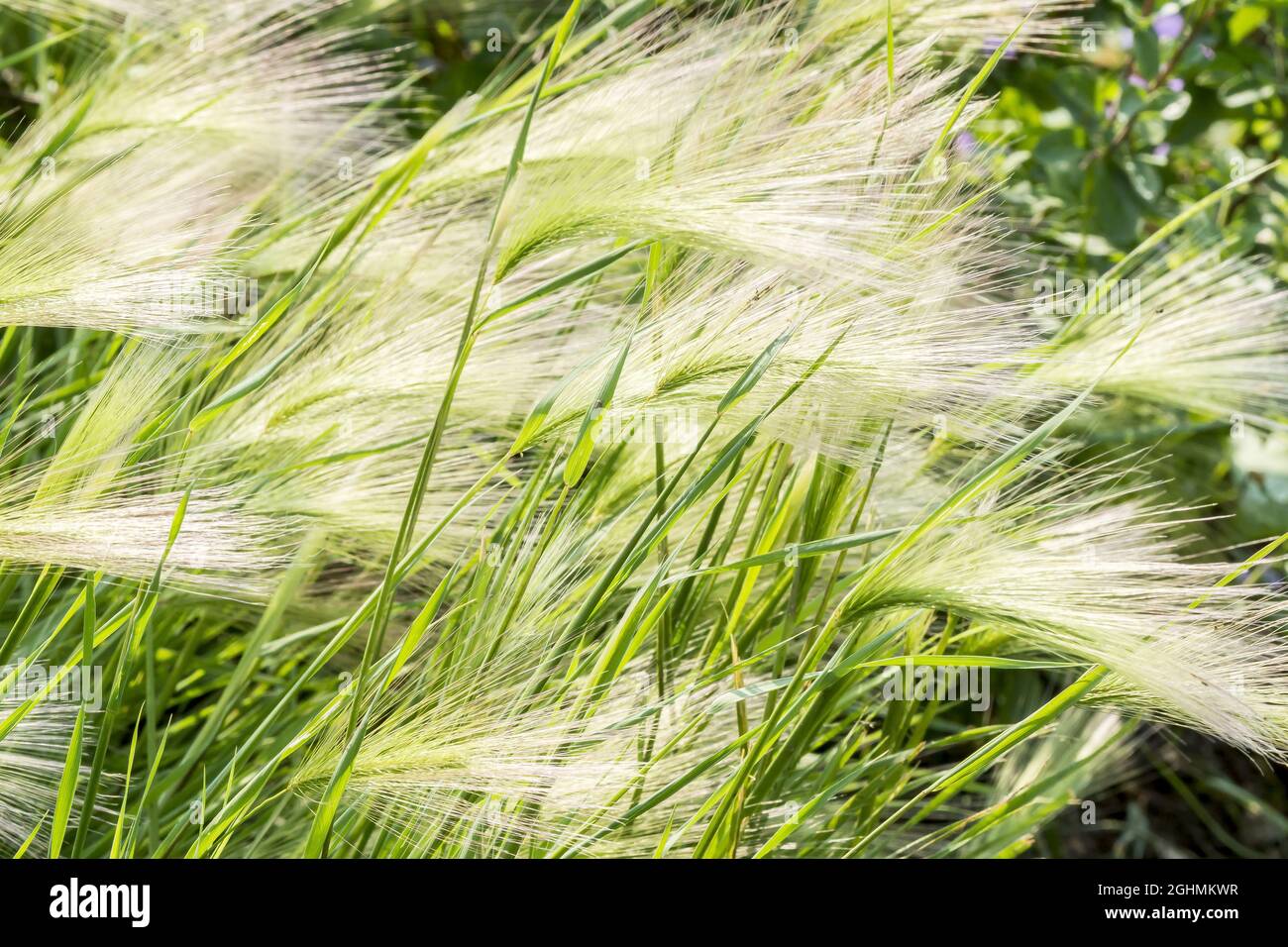 Hordeum jubatum Stock Photo - Alamy
