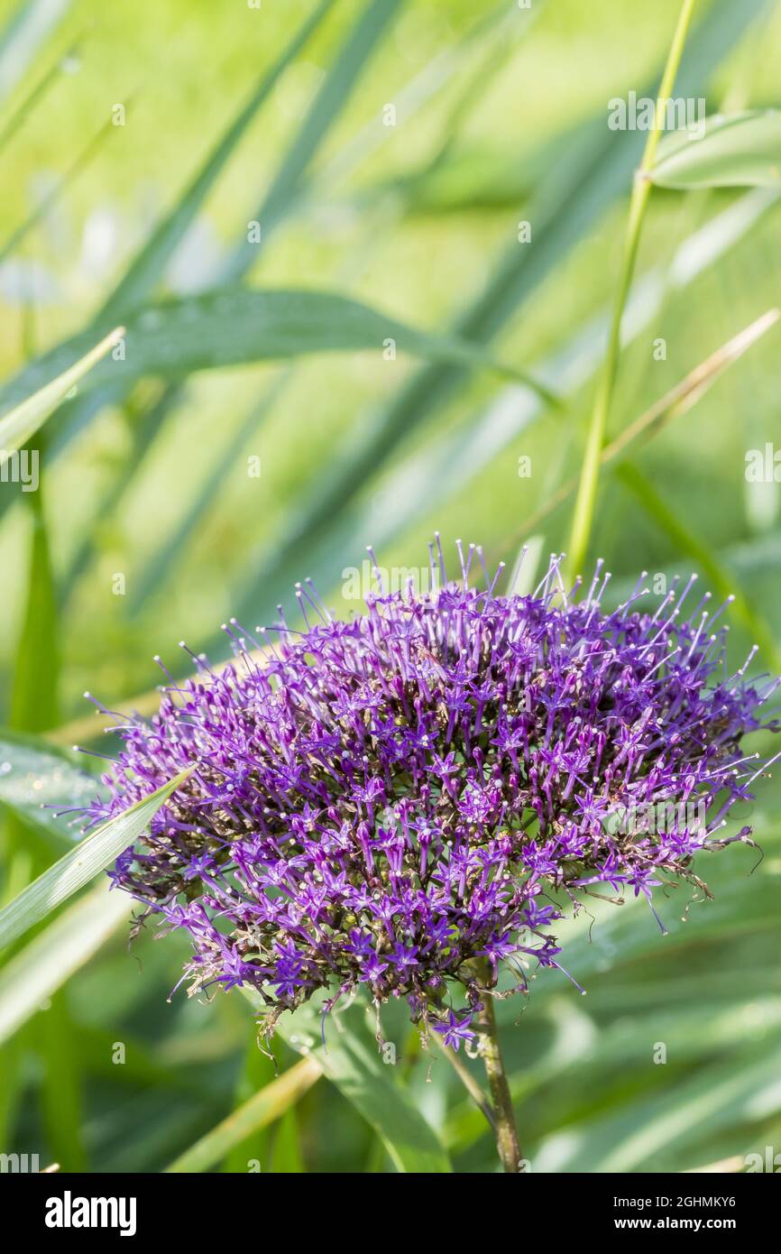 Trachelium caeruleum 'Passion Purple' Stock Photo - Alamy