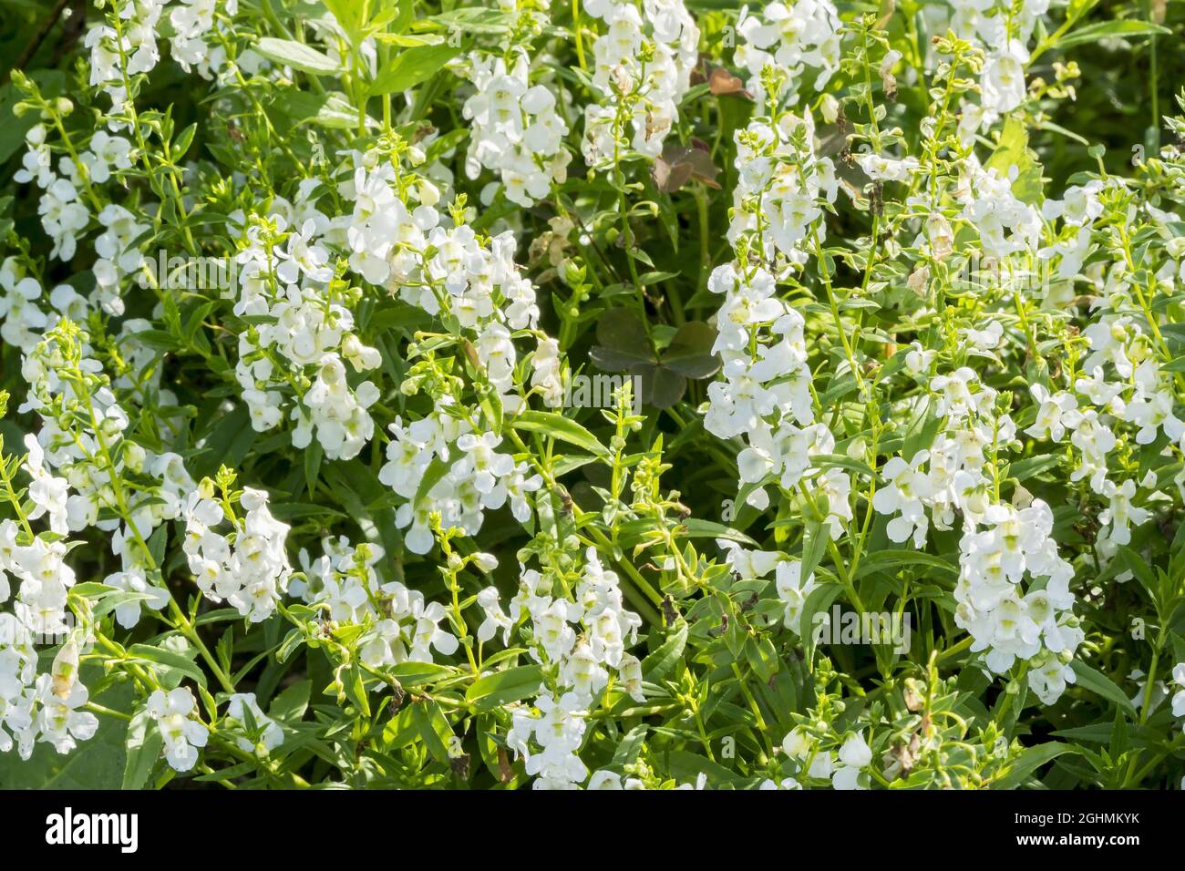 Angelonia augustifolia ‘Serena White’ Stock Photo - Alamy