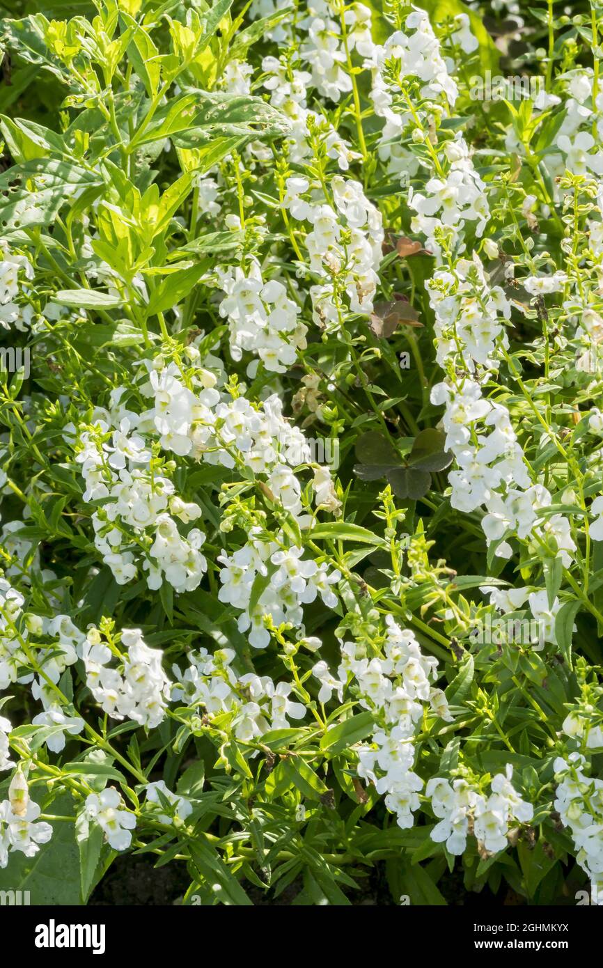Angelonia augustifolia ‘Serena White’ Stock Photo - Alamy