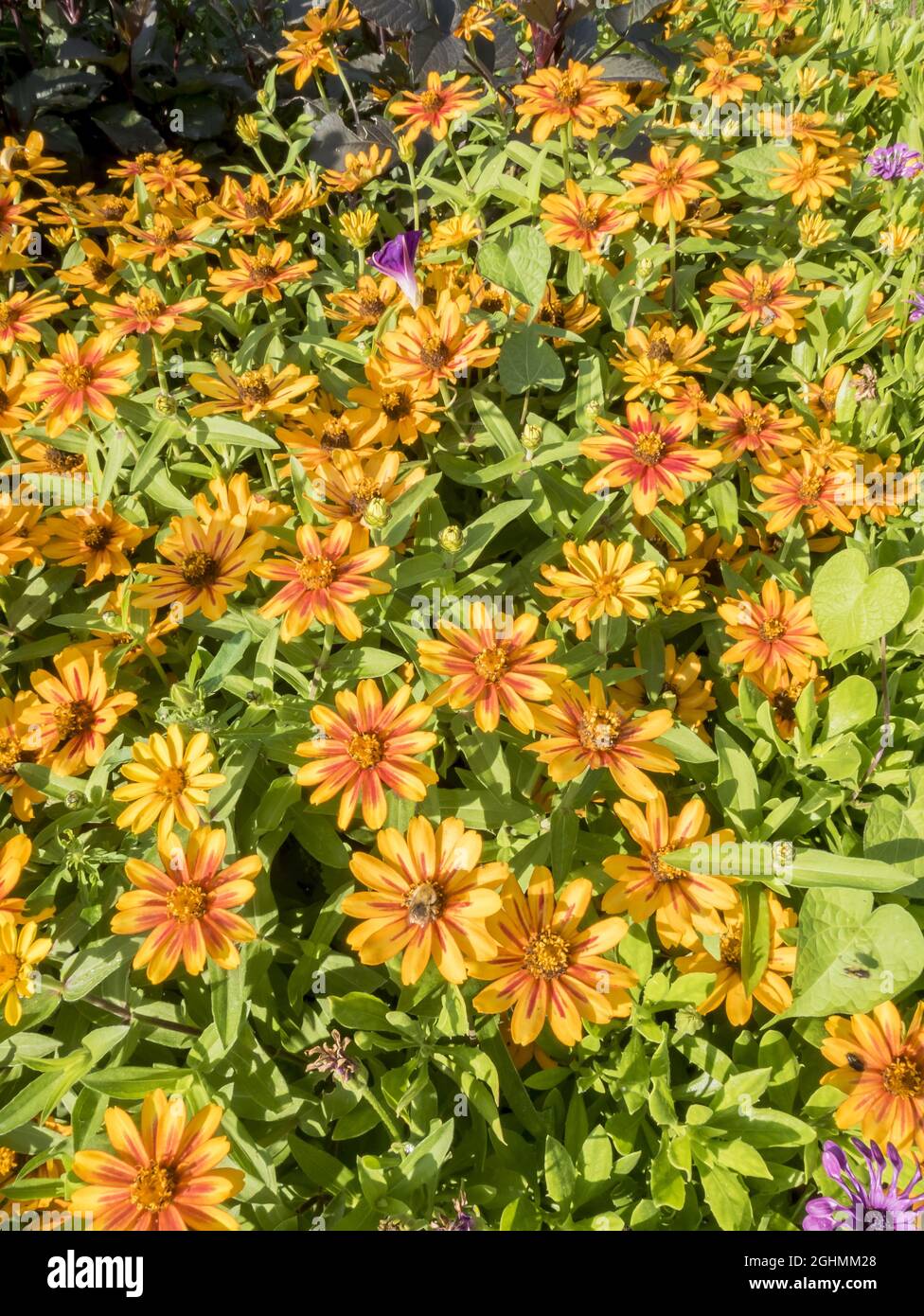 Zinnia marylandica ‘Zahara Sunburst’ Stock Photo - Alamy