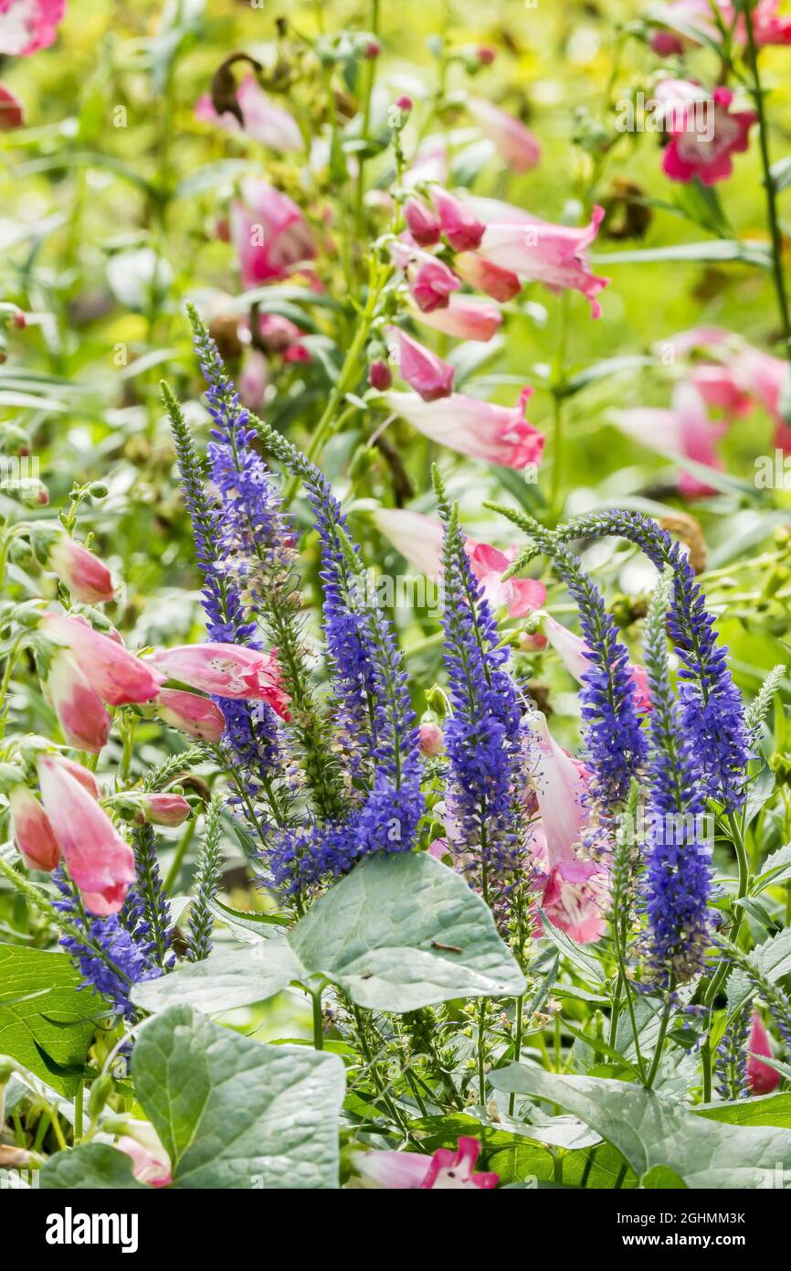 Long Leaf Speedwell Veronica Longifolia Mygardenlife My XXX Hot Girl