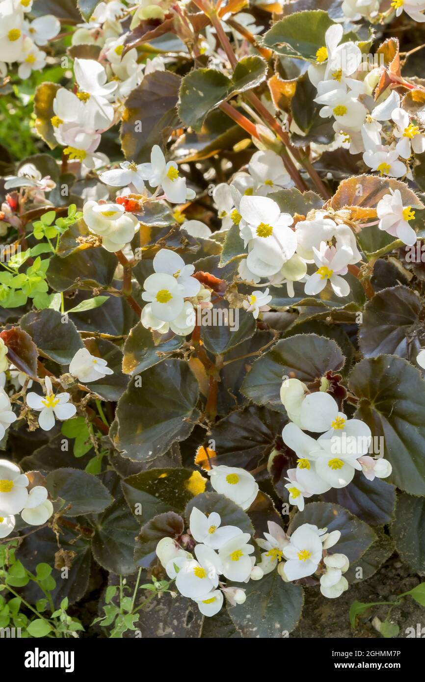 Begonia 'BabyWing White Bronze Leaf' Stock Photo Alamy