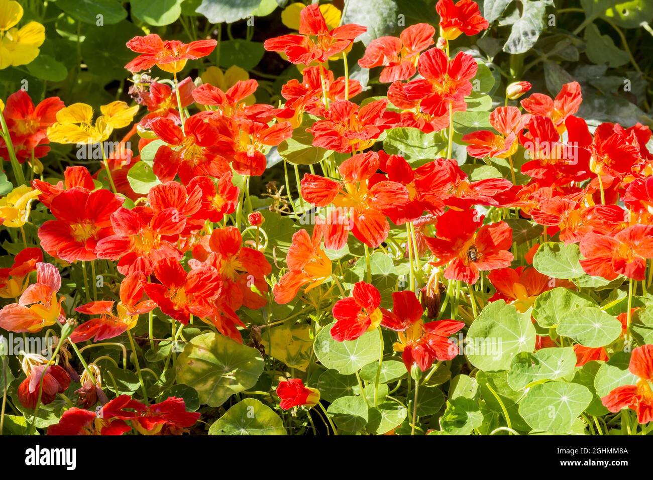 Europe Salmon TROPAEOLUM minus