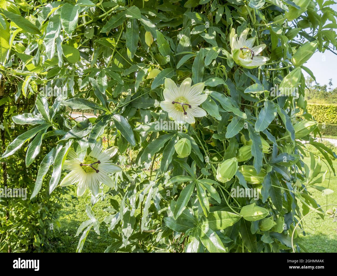 Passiflora Caerulea 'Constance Elliot' - Magnifique Passiflore Grimpante 50-60 Cm En Conteneur