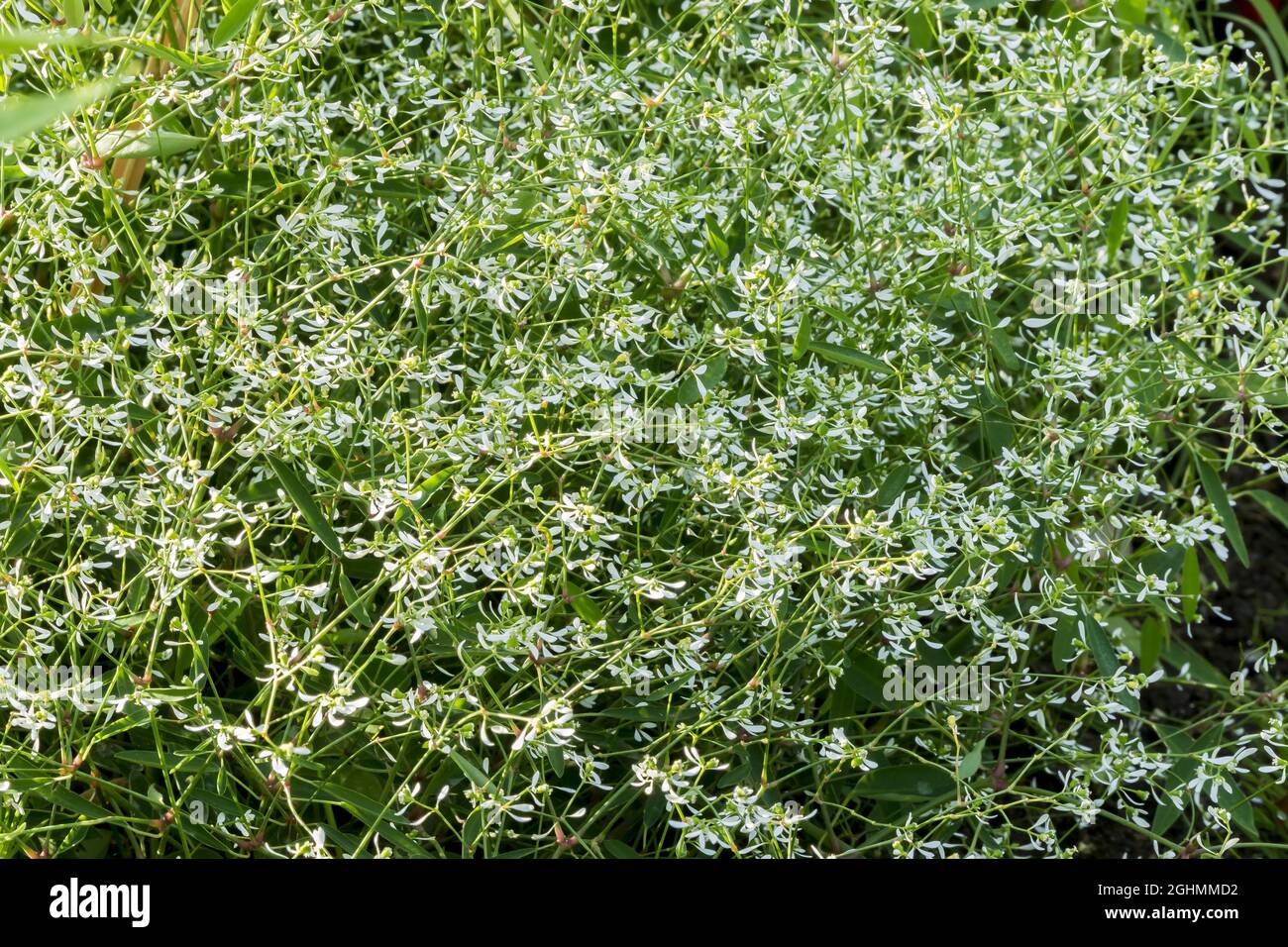 Euphorbia graminea hires stock photography and images Alamy