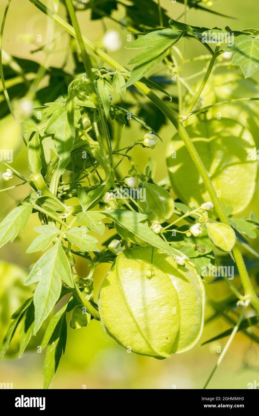 Gomphocarpus physocarpus 'Etnic' Stock Photo Alamy