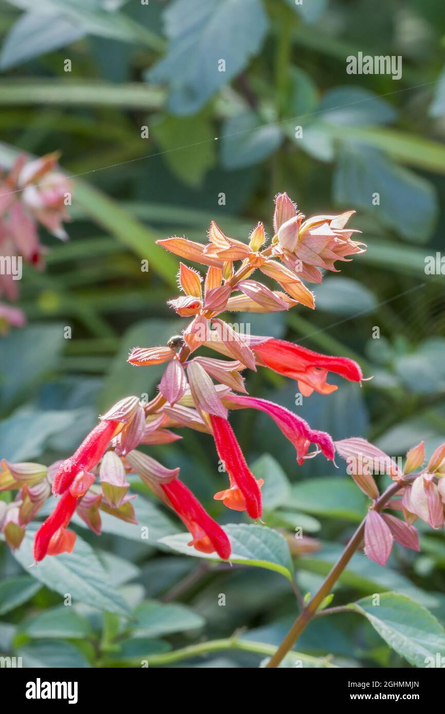 Salvia wish hi-res stock photography and images - Alamy