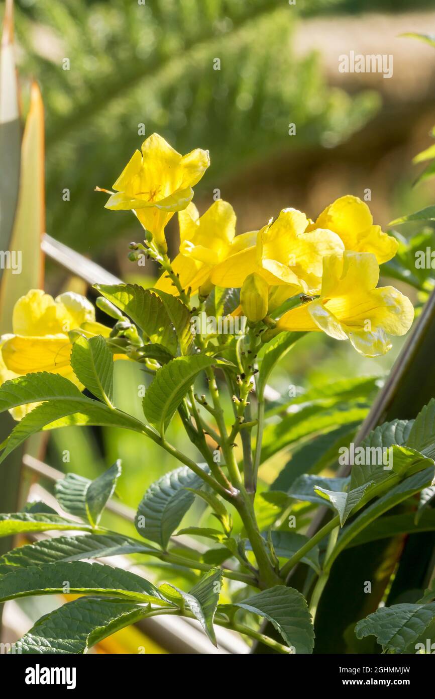 Tecoma Stans High Resolution Stock Photography and Images - Alamy