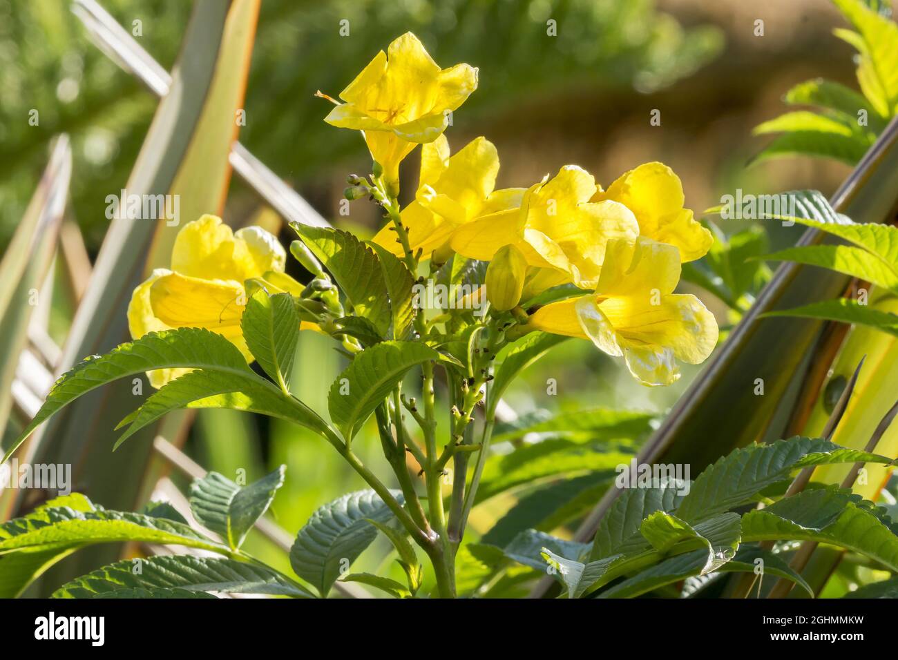 Tecoma Stans High Resolution Stock Photography and Images - Alamy