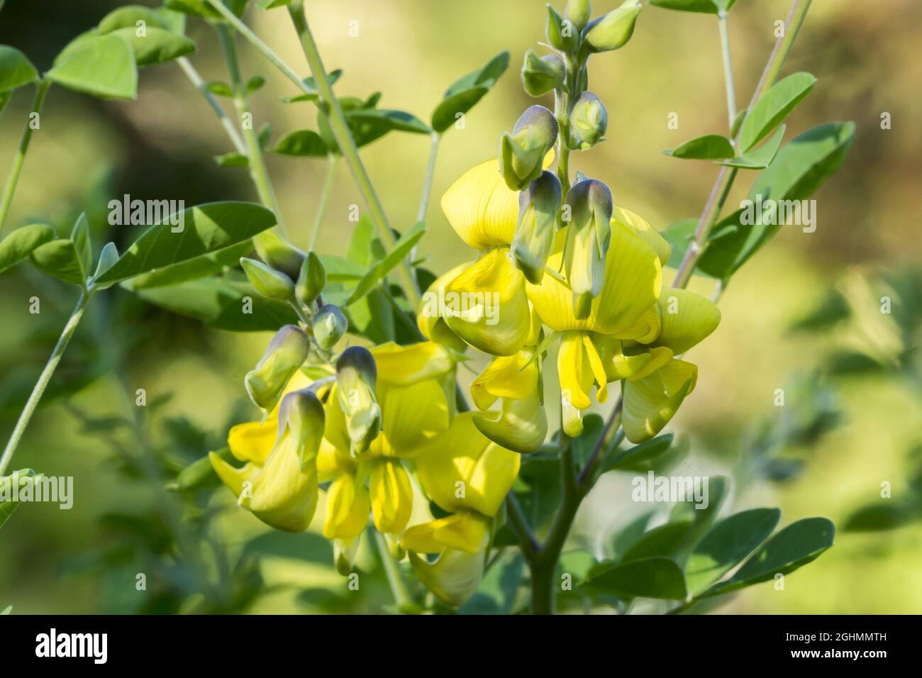 Crotalaria capensis Stock Photo