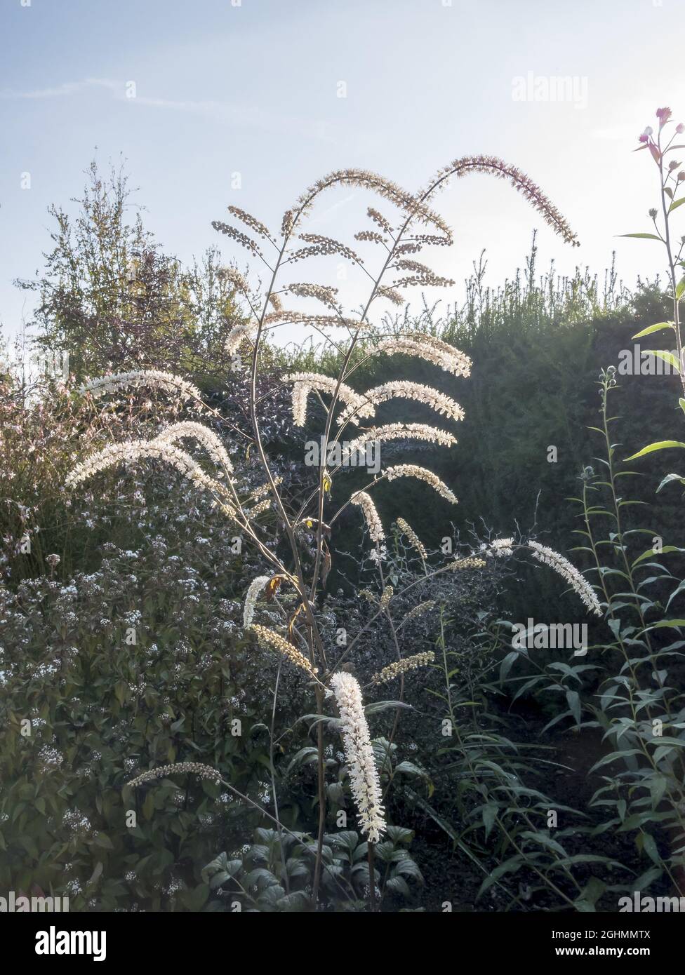 Actaea queen of sheba hi-res stock photography and images - Alamy