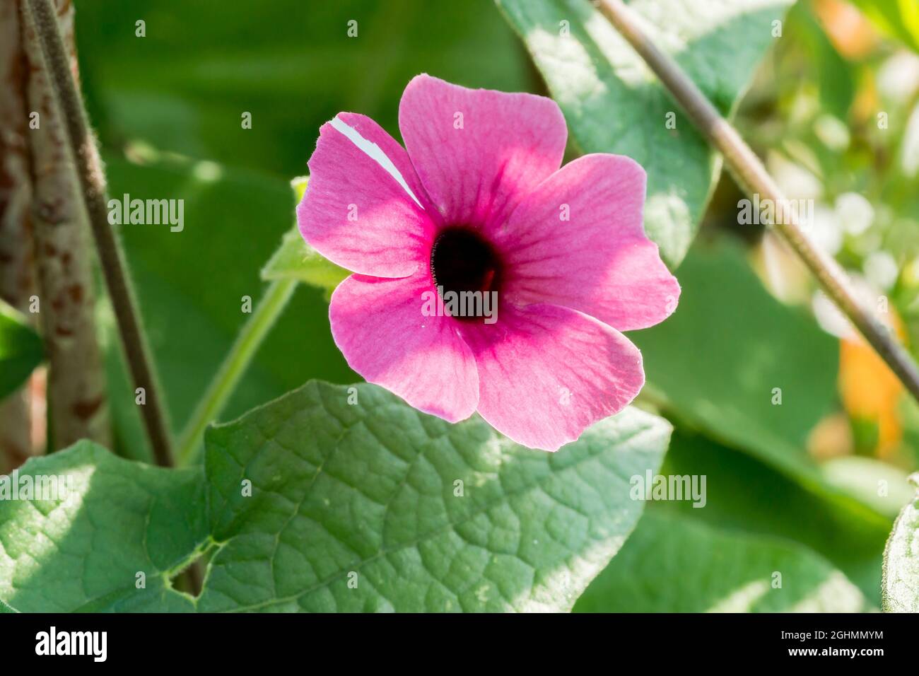Thunbergia alata ?Arizona Rose Sensation Stock Photo Alamy