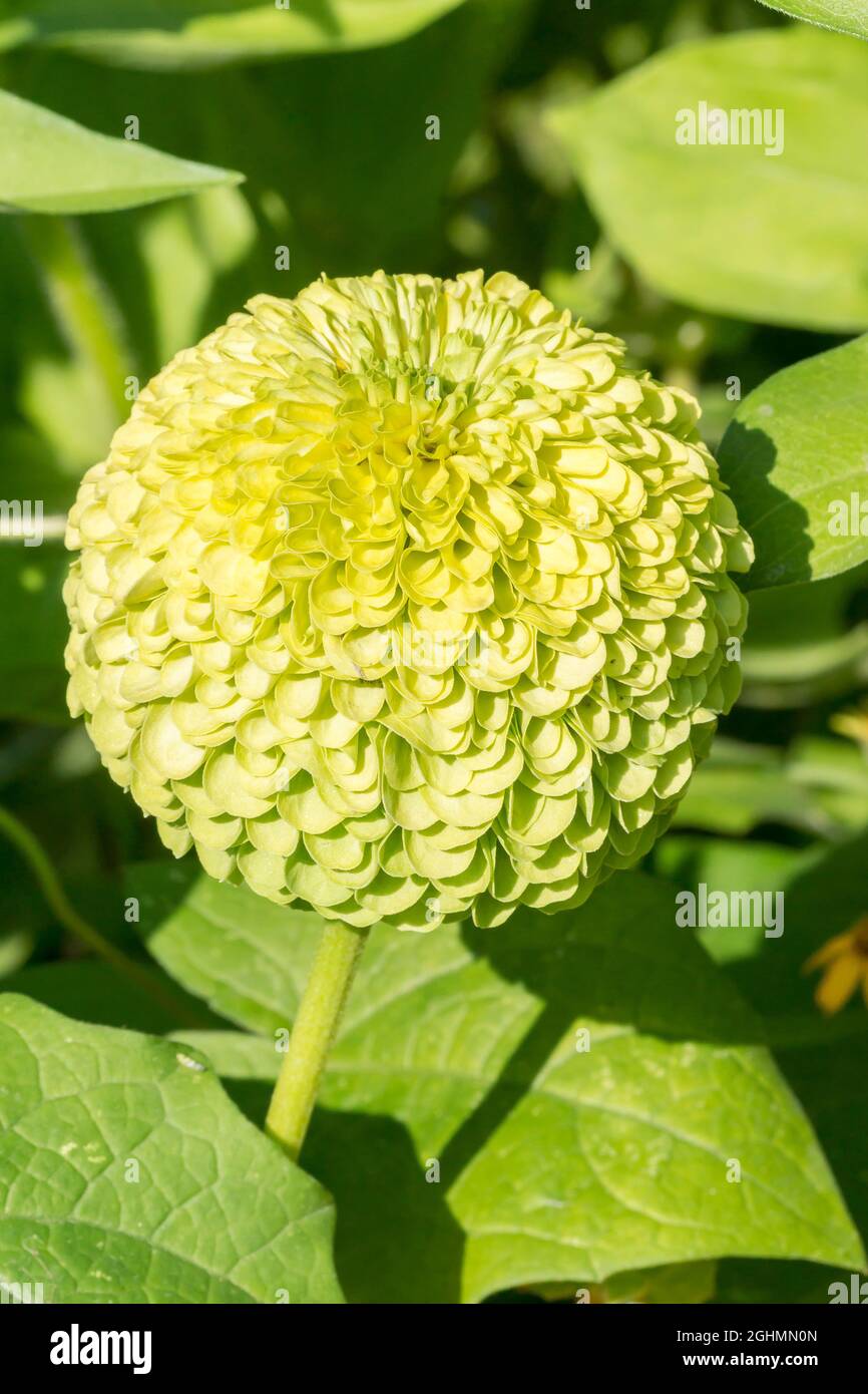 Zinnia elegans 'Queenie Lime' Stock Photo - Alamy