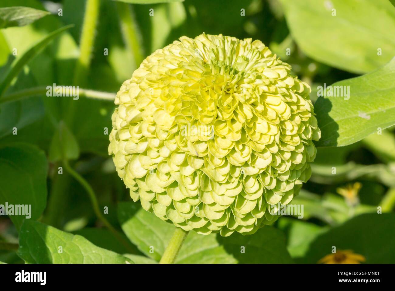 Zinnia elegans 'Queenie Lime' Stock Photo - Alamy