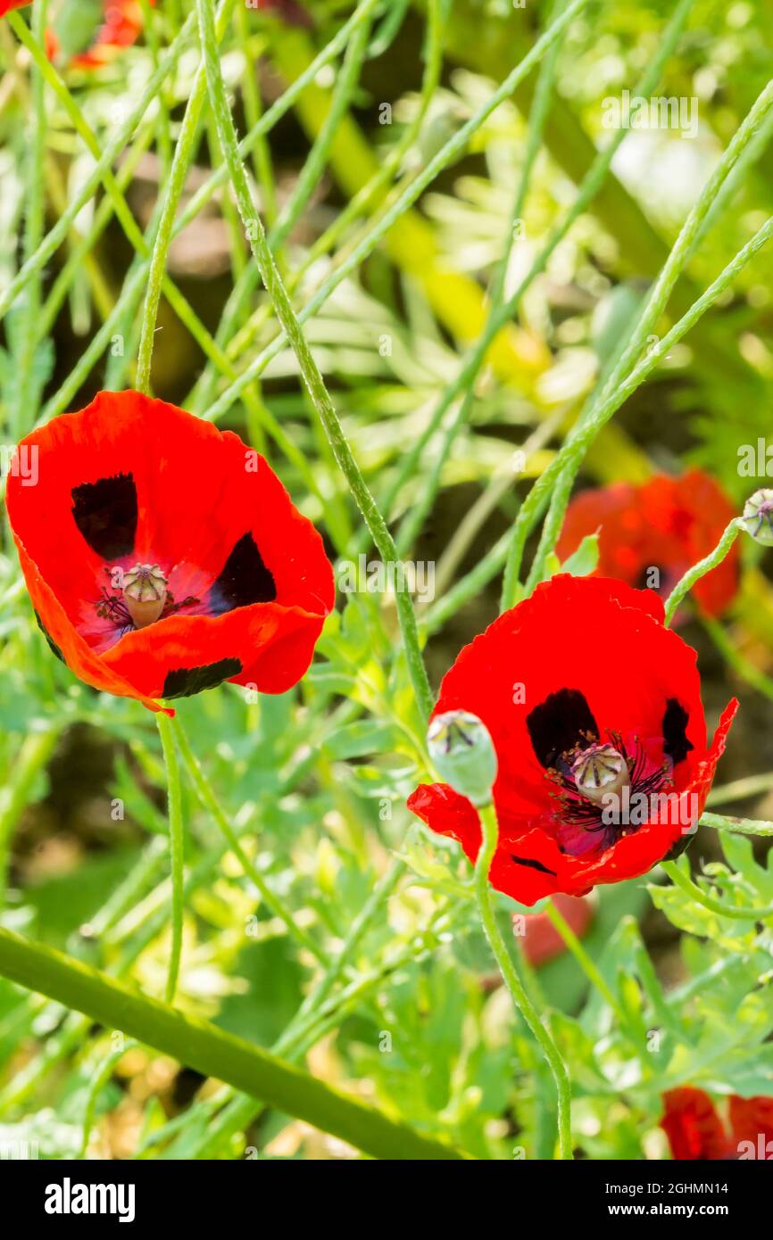 Papaver commutatum 'Ladybird' Stock Photo