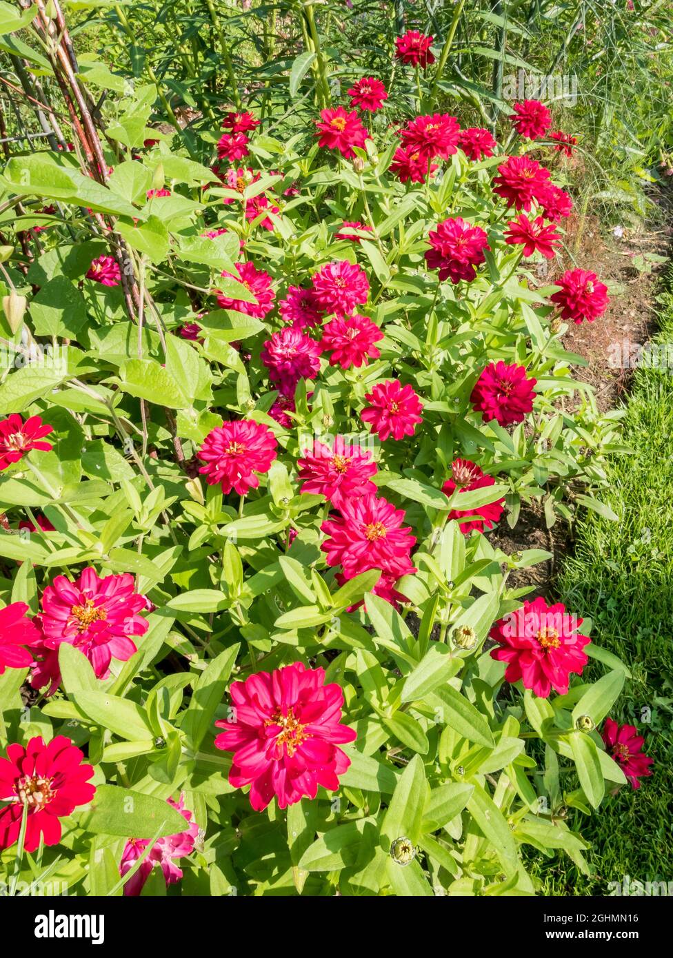Zinnia marylandica Profusion 'Double Hot Cherry' Stock Photo Alamy