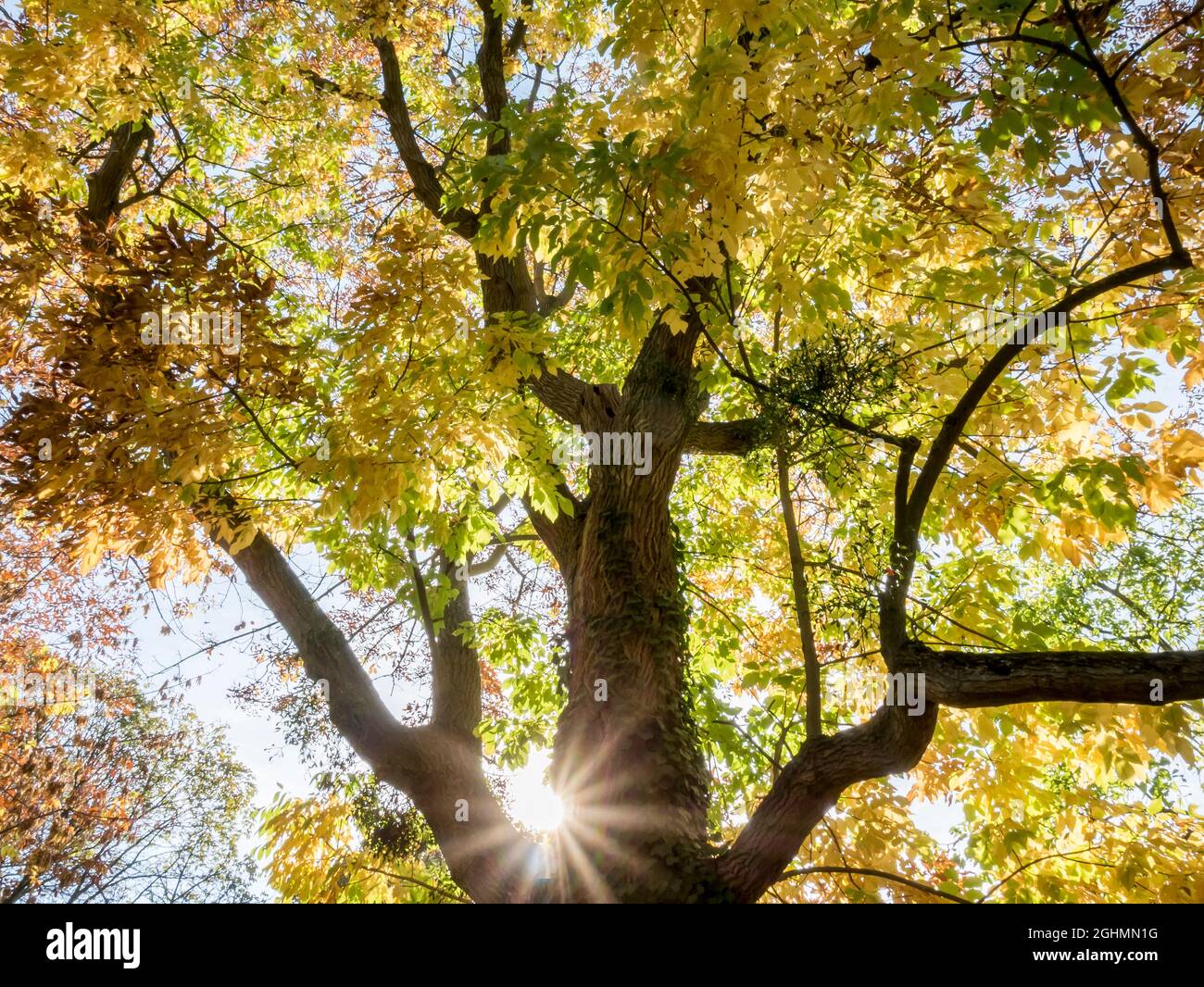 White Ash (Fraxinus americana) in fall Stock Photo Alamy