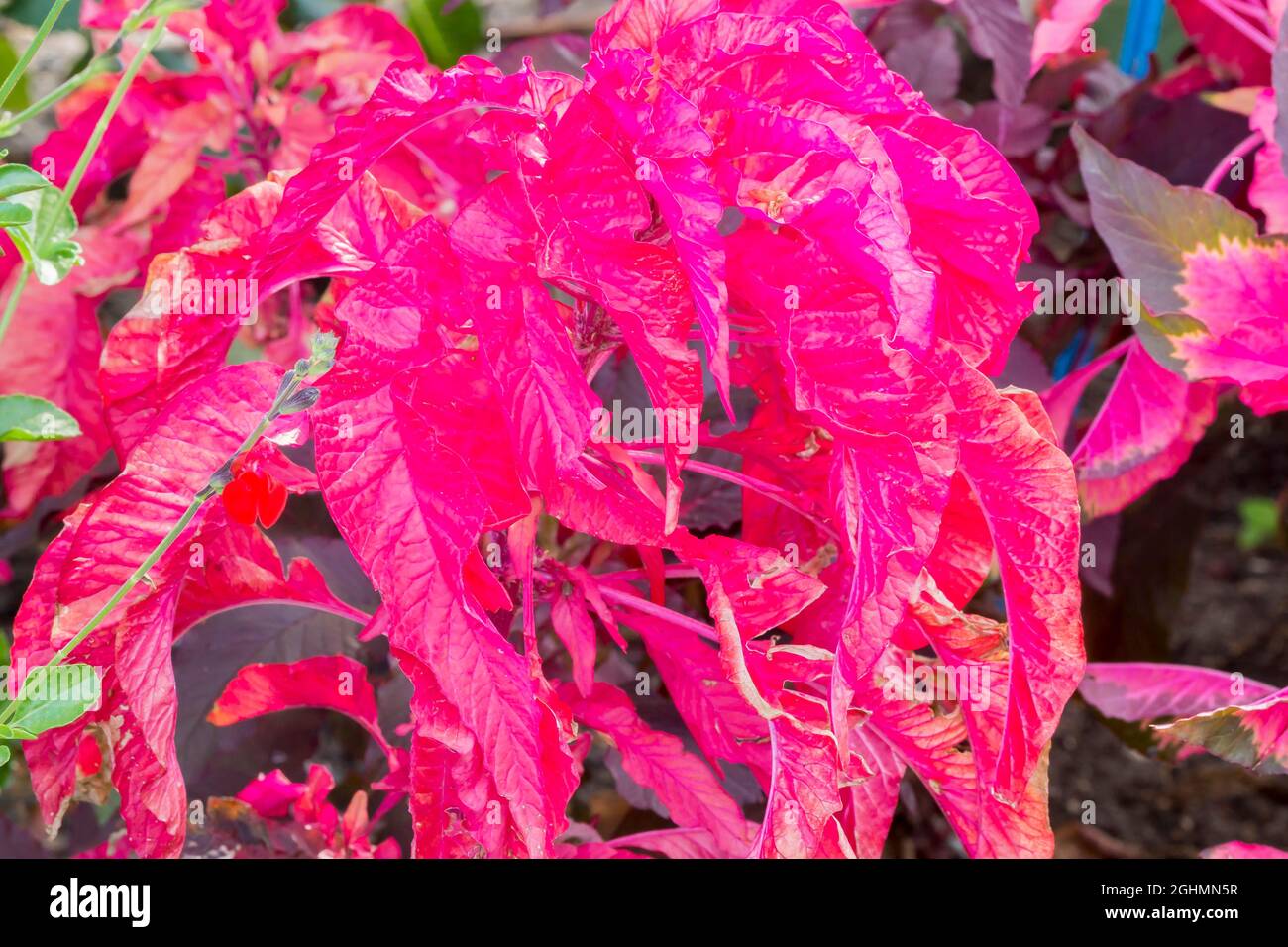 Amaranthus tricolor 'Splendens Perfecta' Stock Photo