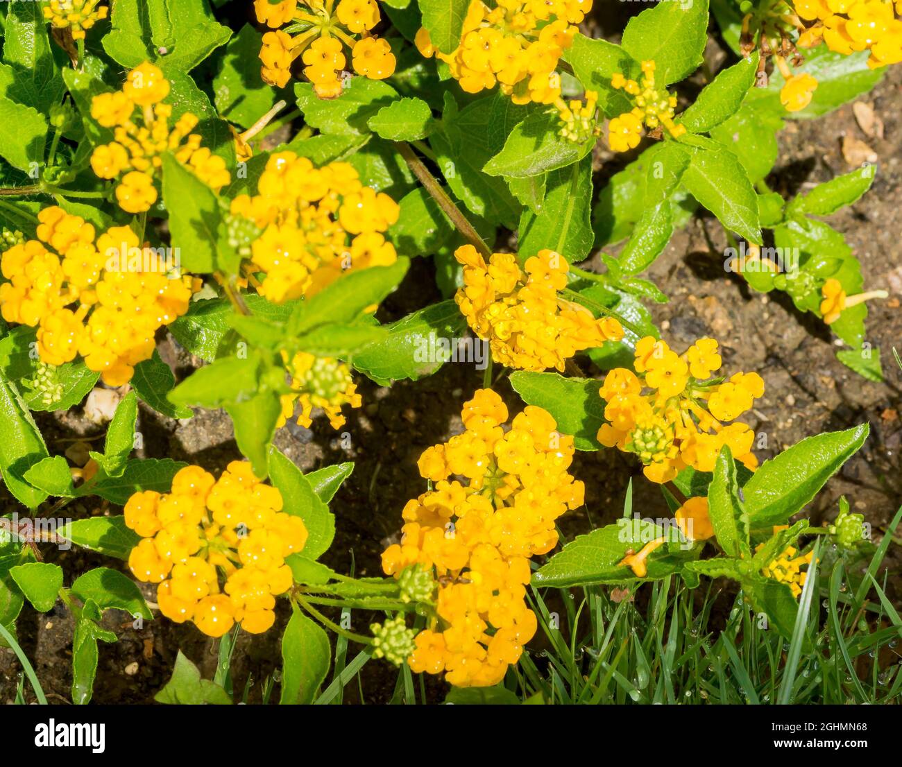 Lantana montevidensis 'Yellow' Stock Photo