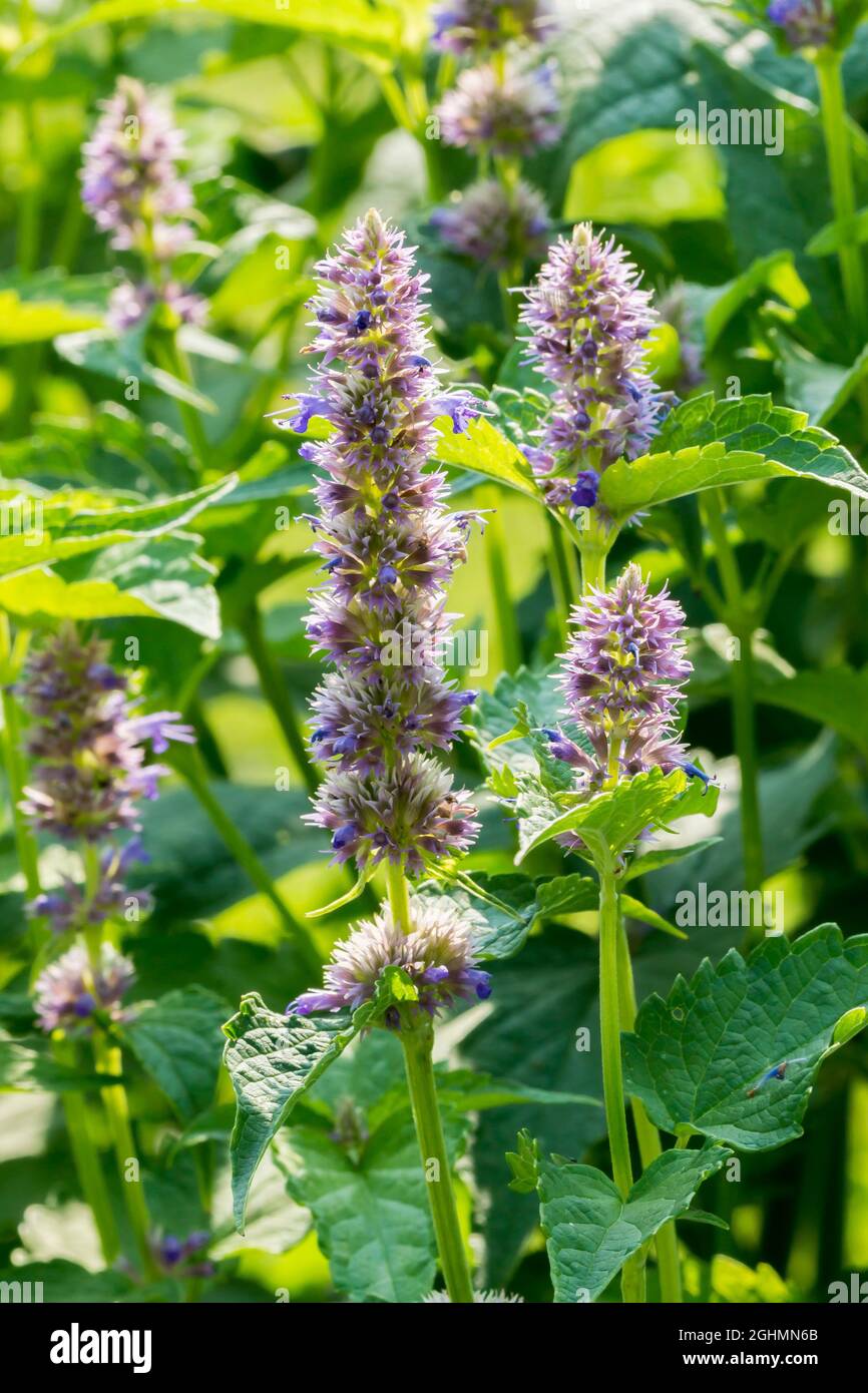 Agastache foeniculum 'Golden Jubilee' Stock Photo Alamy