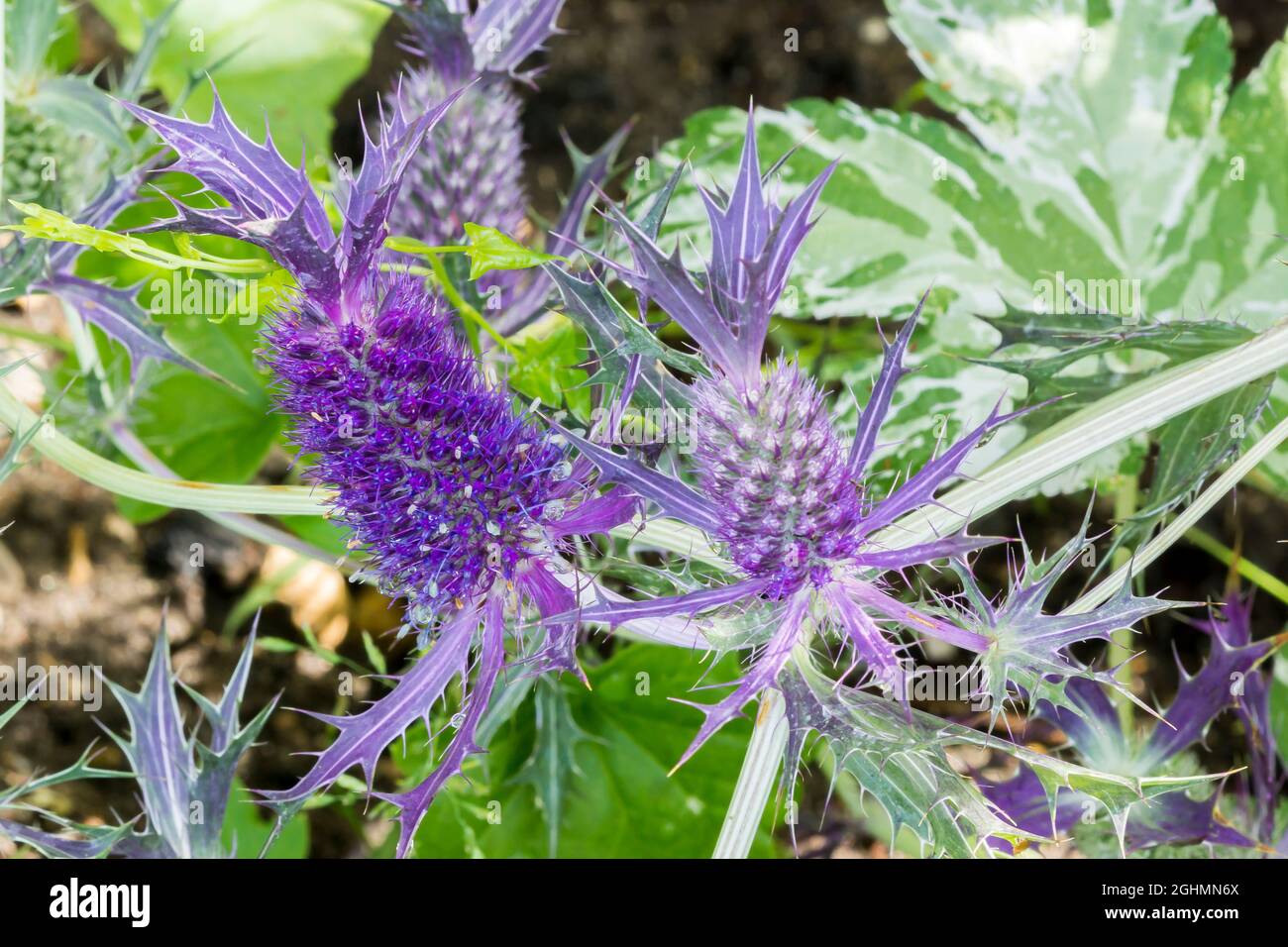 Eryngium planum 'Purple Sheen' Stock Photo Alamy