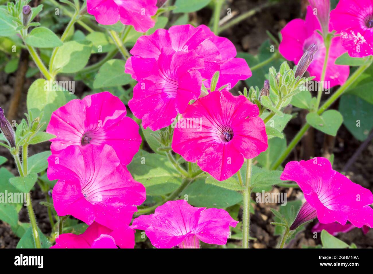 Petunia hedgiflora 'Tidal Wave Hot Pink' Stock Photo - Alamy