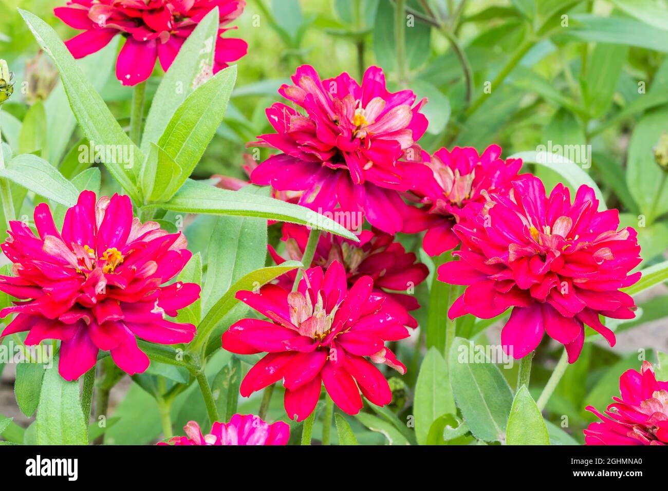 Zinnia marylandica Profusion 'Double Hot Cherry' Stock Photo Alamy