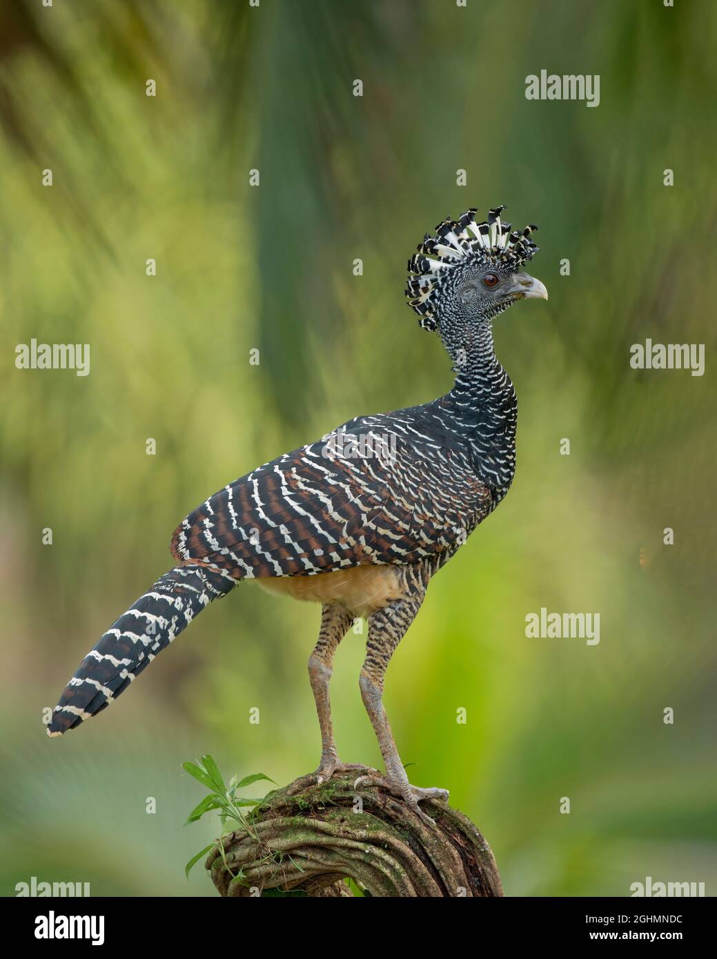 Great Curassow (Crax rubra), female, Costa Rica Stock Photo