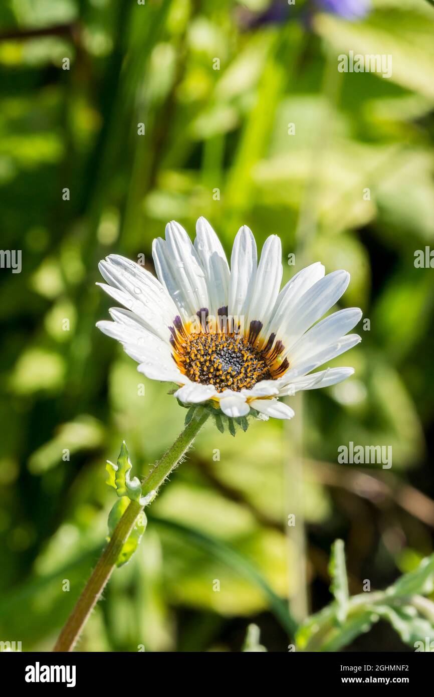 Arctotis fastuosa ?Zulu Prince? Cape Daisy Stock Photo - Alamy