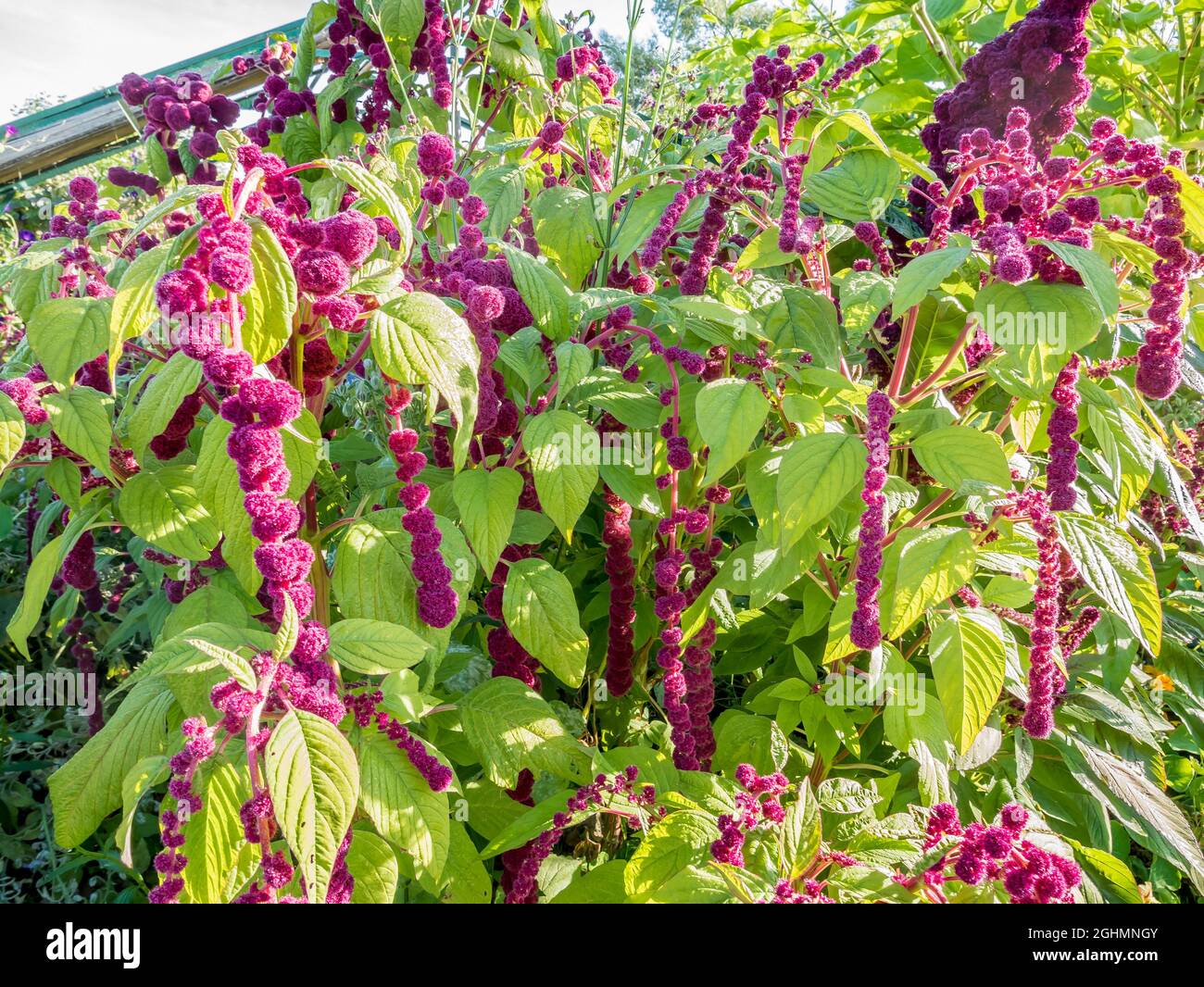 Amaranthus Caudatus Pony Tails Ipomoea Purpurea Grand Pa Ott