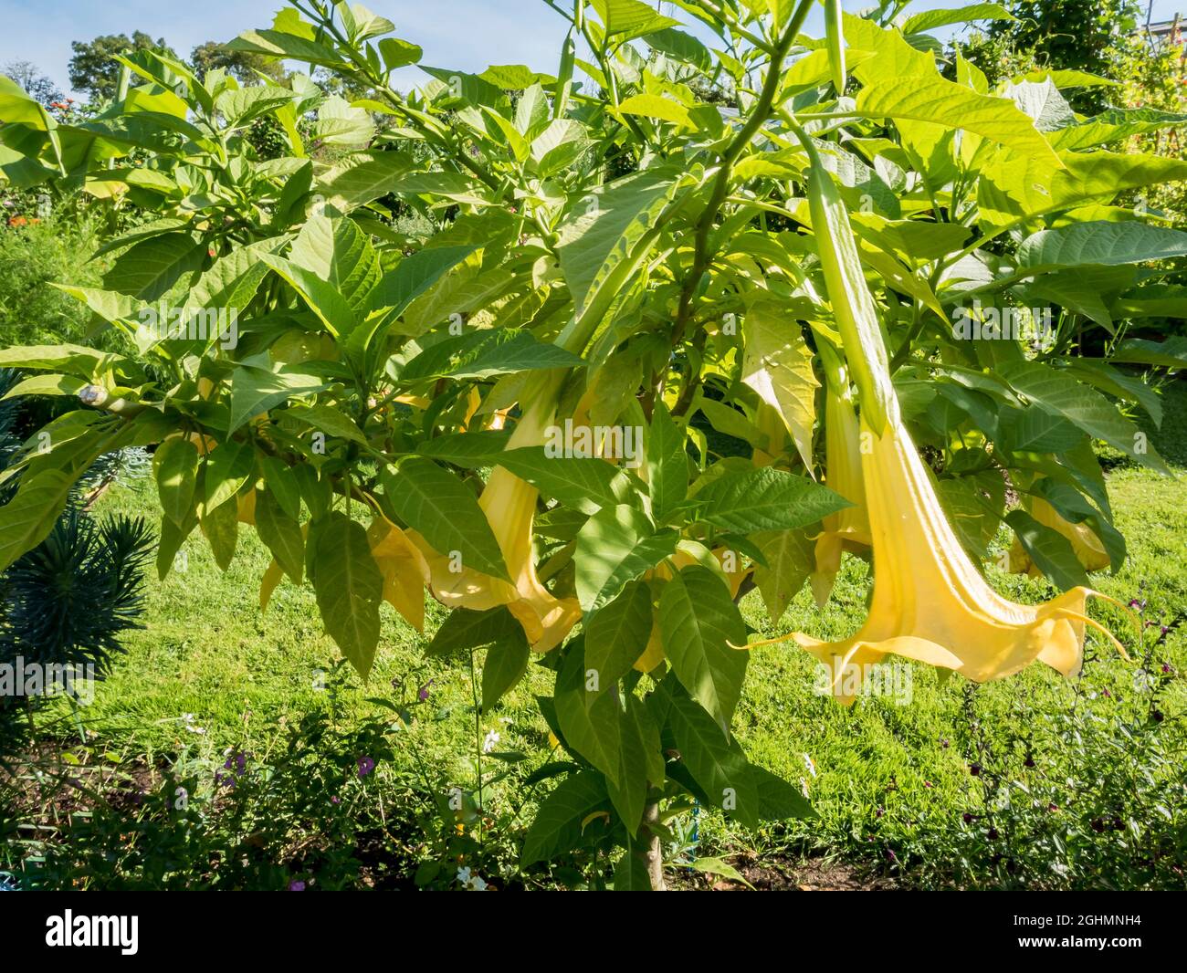Brugmansia aurea 'Grand Marnier' Stock Photo Alamy
