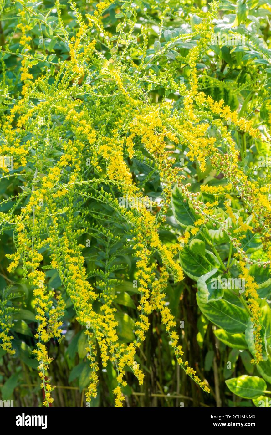 Solidago rugosa hi-res stock photography and images - Alamy