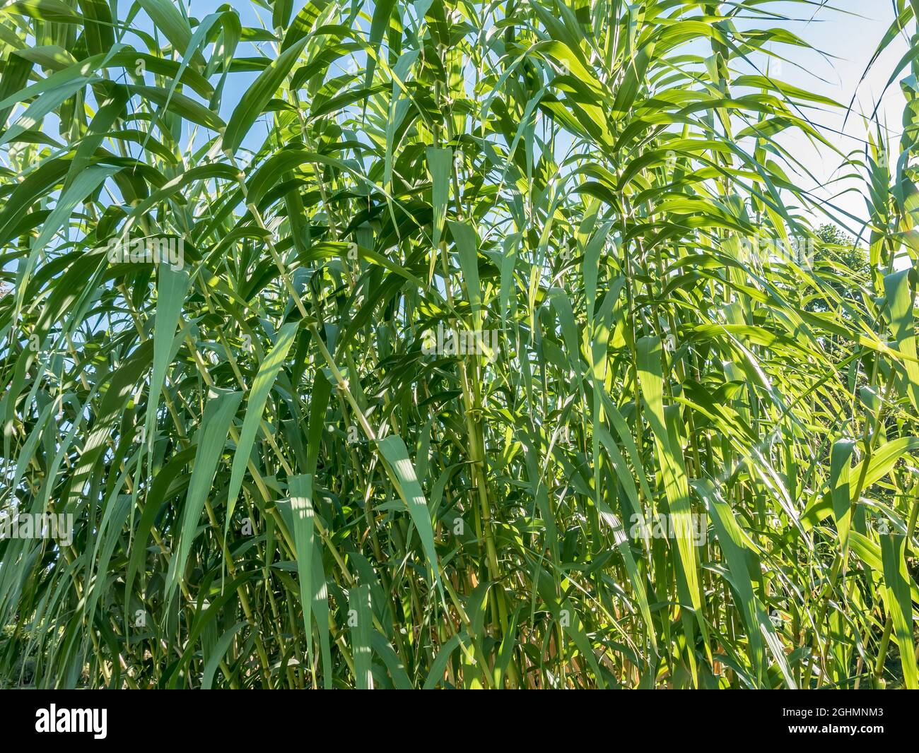 Saccharum officinarum Stock Photo Alamy