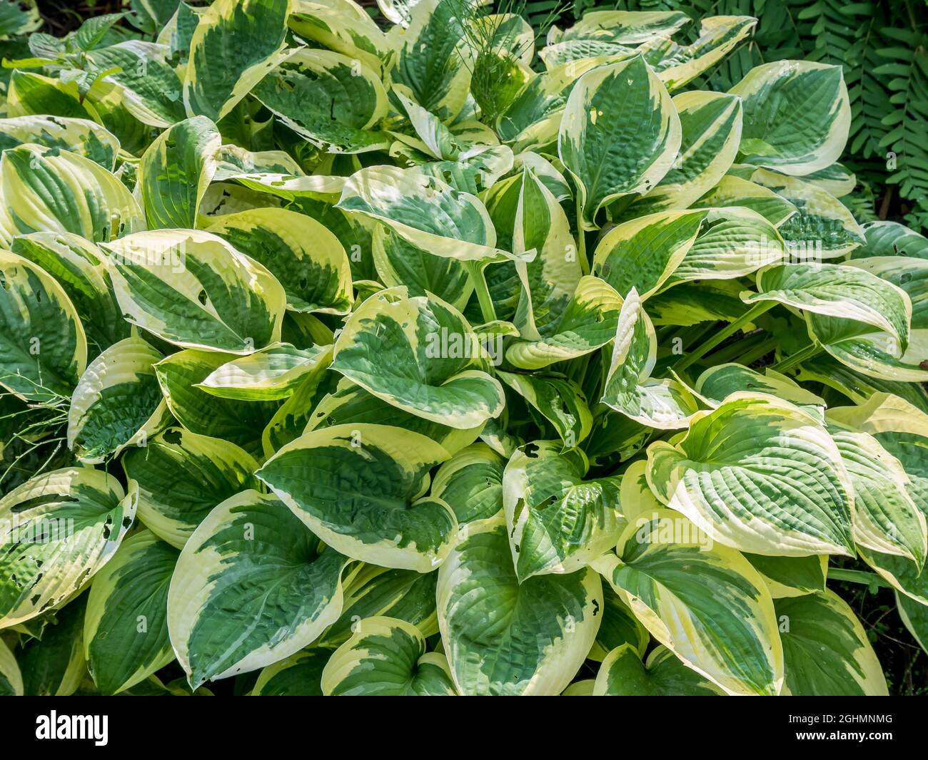 Hosta 'White Brim' Stock Photo - Alamy