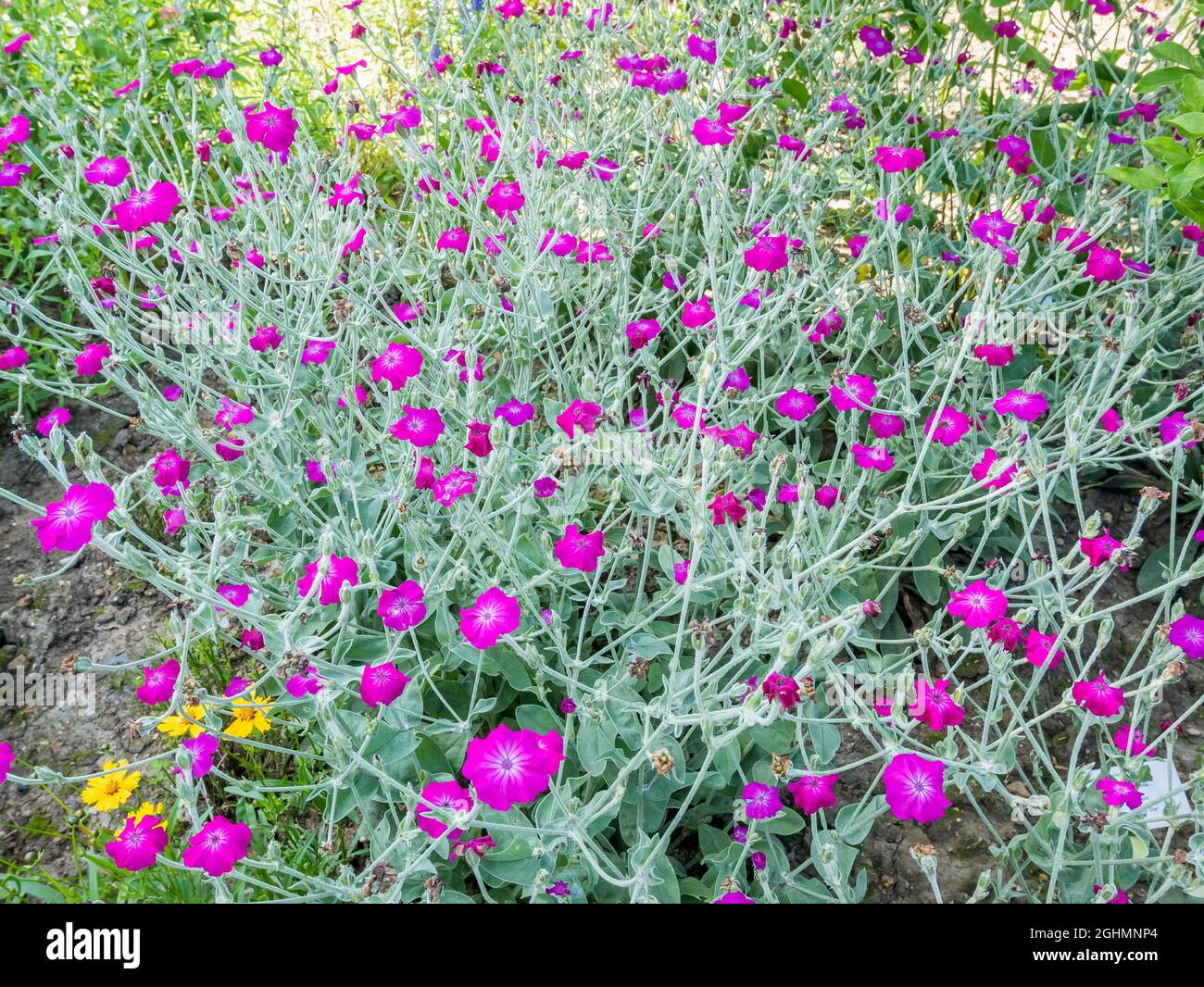 Lychnis sp hi-res stock photography and images - Alamy