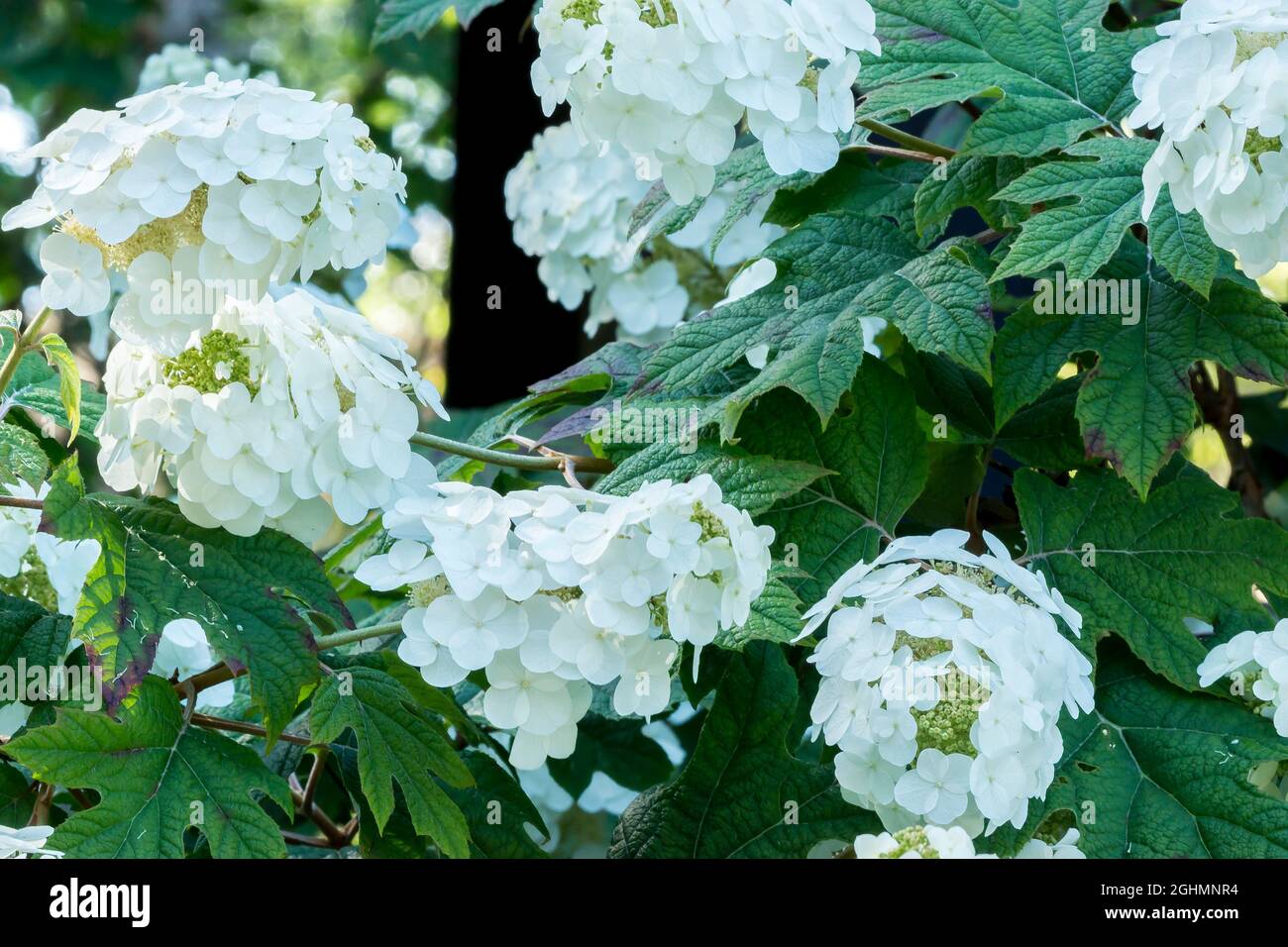 Hydrangea quercifolia 'Snow Queen' Stock Photo Alamy
